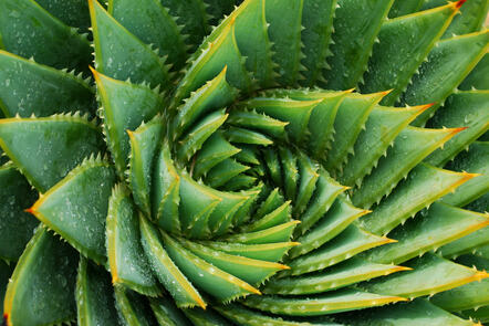 Up close shot of succulent plant