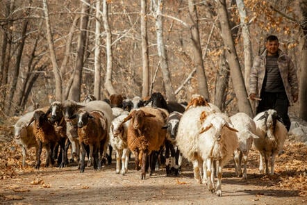 A herd of sheep in a wood being herded by a shepherd. 