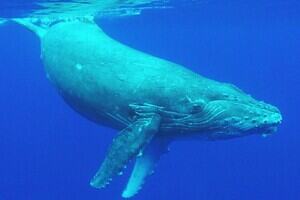 Underwater shot of a humpback whale diving below the waters of the Pacific Ocean