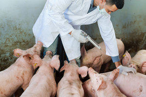 A vet injecting pigs