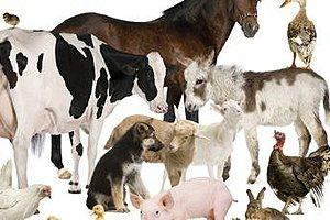 Image showing a collection of farmyard animals