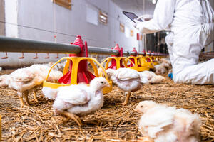 En esta imagen, puedes ver una vista previa del comienzo del ciclo de cría en la producción avícola. El veterinario de campo que supervisa la manada está tomando las medidas adecuadas de bioseguridad: esto es especialmente importante al inicio del ciclo.