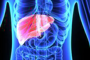 Liver transplant: an X-ray type image showing the position and size of the liver in the human body
